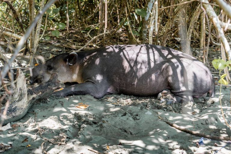 Tapir, 300kg a menos de 2m de nosotros