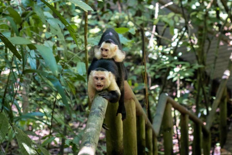 QUE VER EN MANUEL ANTONIO-10