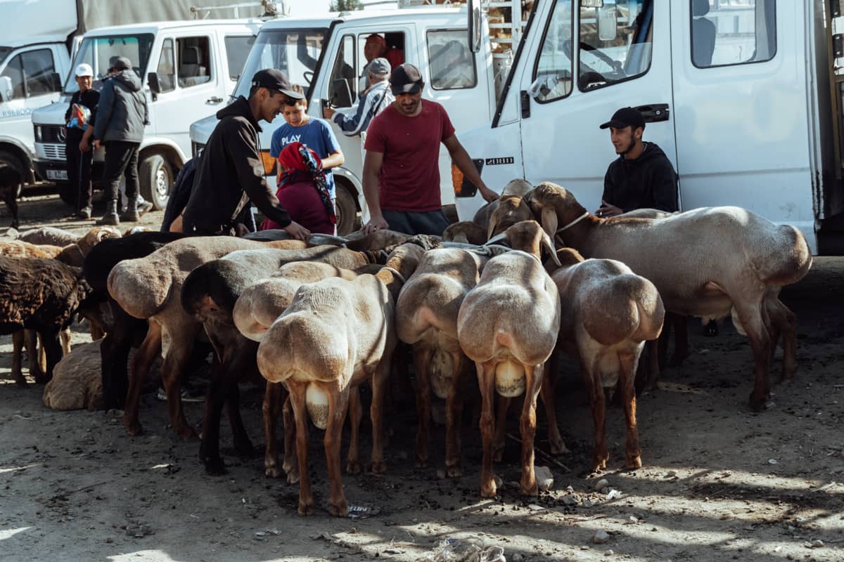 Gente intercambiando ovejas en el mercado de ganado. Es una de las cosas más autenticas de la ruta de 15 días en Kirguistán.