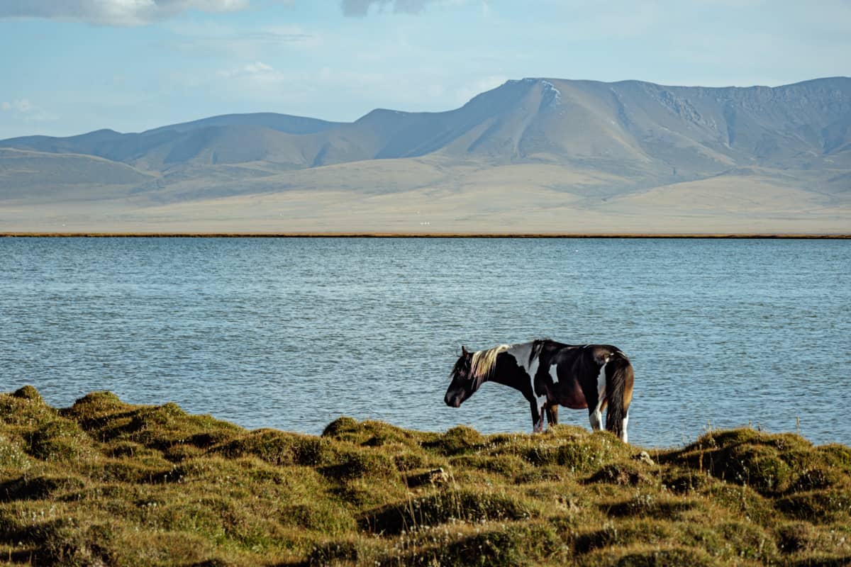 Lago Song Kul com un caballo comiendo y unas montañas de fondo.