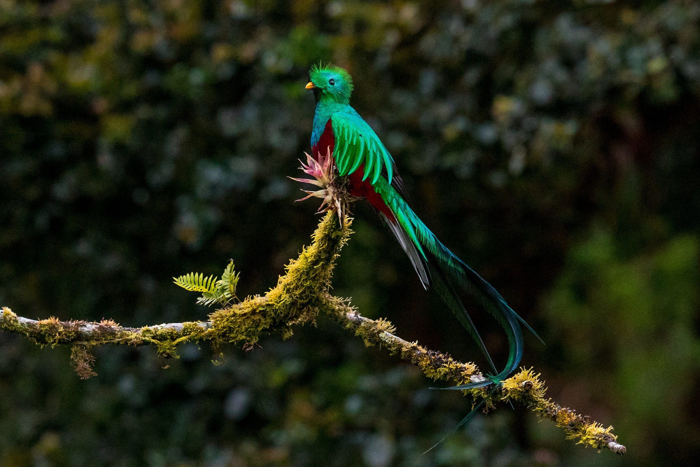 Quetzal
