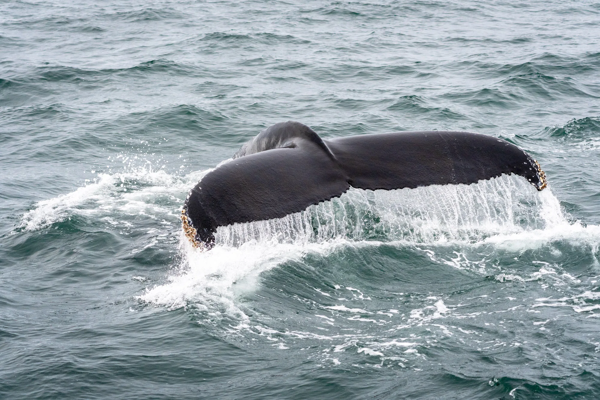 Cómo ver ballenas en Islandia