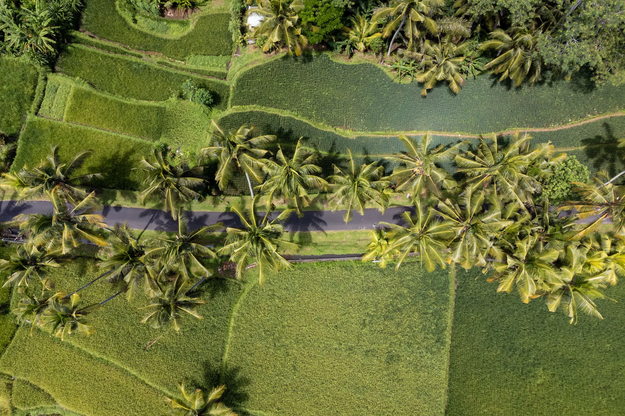 Que hacer en Ubud