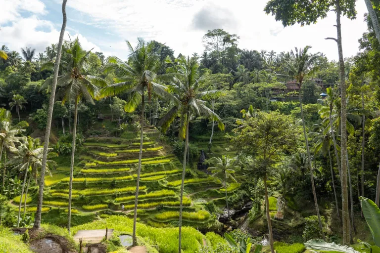 UBUD BALI TEGALLALANG 9