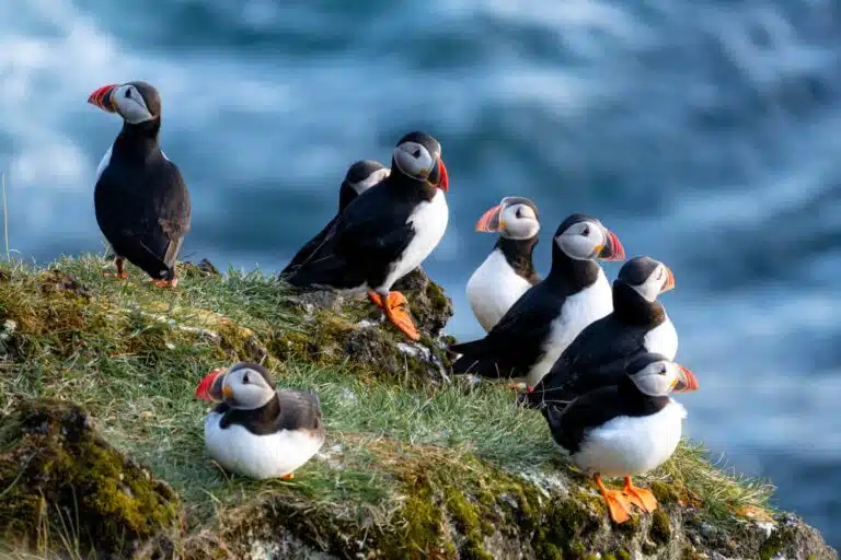 ISLANDIA ISLAS VESTMAN-19 PUFFINS FRAILECILLOS