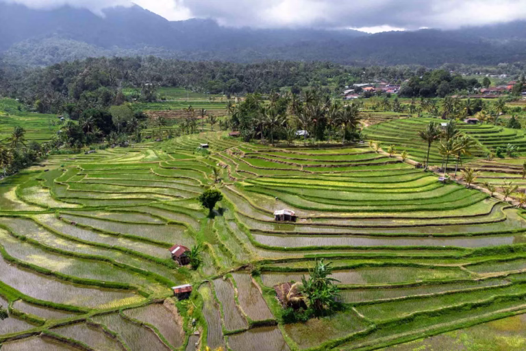 BALI ARROZALES PORTADA