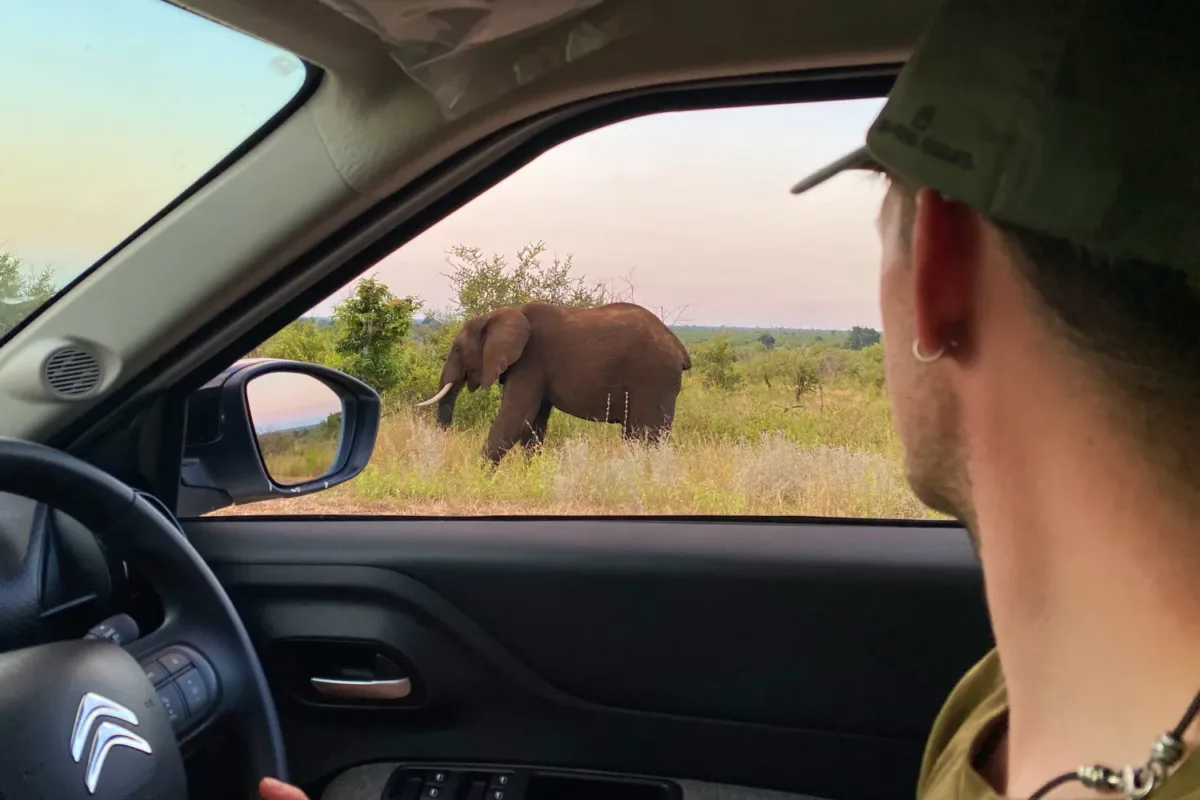 Imagen desde el interior de un coche, en un safari por Sudáfrica con un elefante cerca