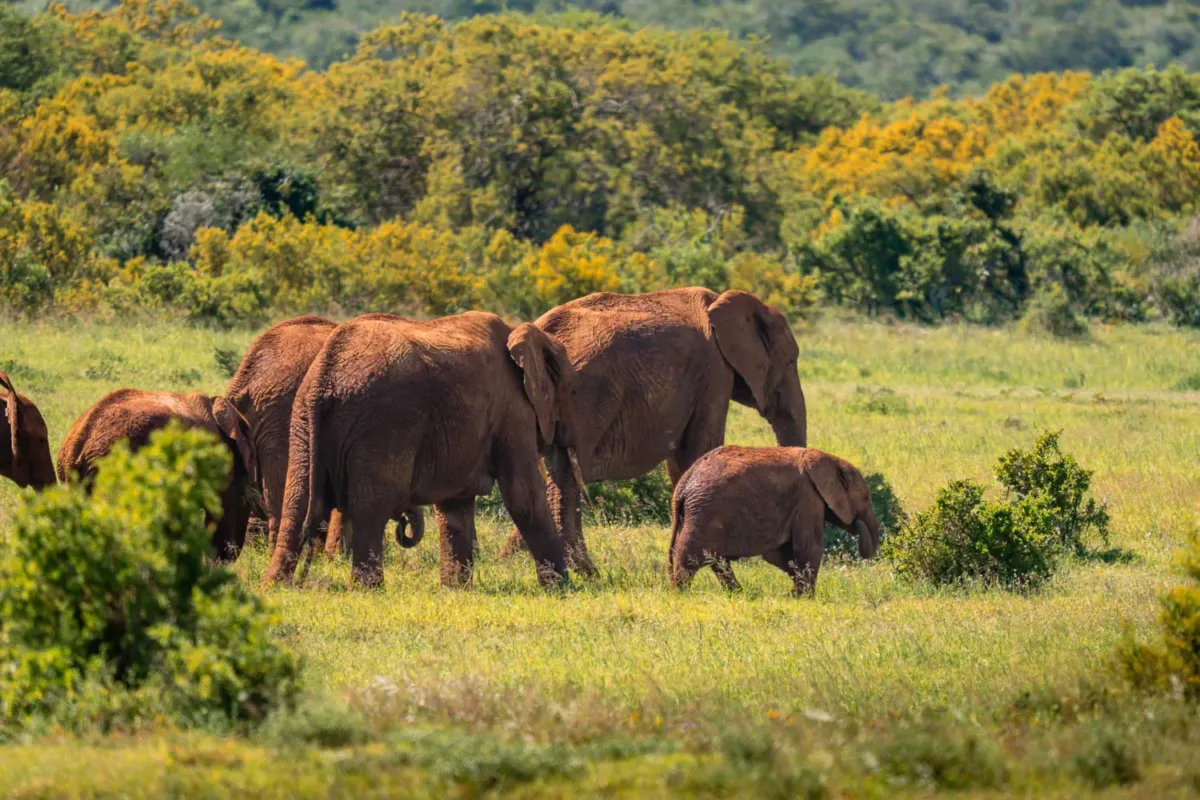 Manada de elefantes caminando, en el Parque Nacional de Addo, un lugar indispensable que ver en la ruta por Sudáfrica de 20 días.