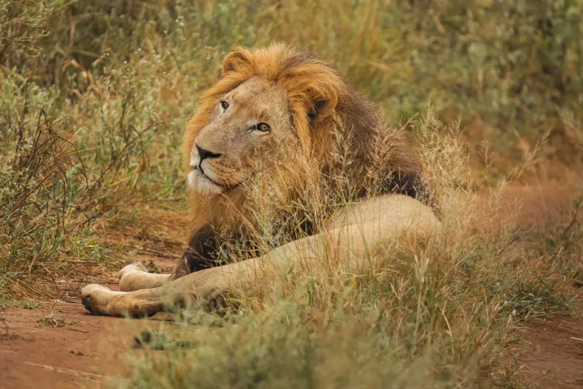 León tumbado en medio de un camino y mirando hacia atrás.