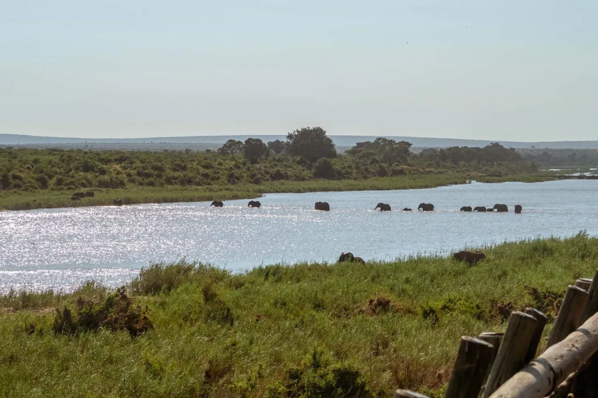 En enorme río con una familia de elefantes cruzando, en el Parque Nacional Kruger.