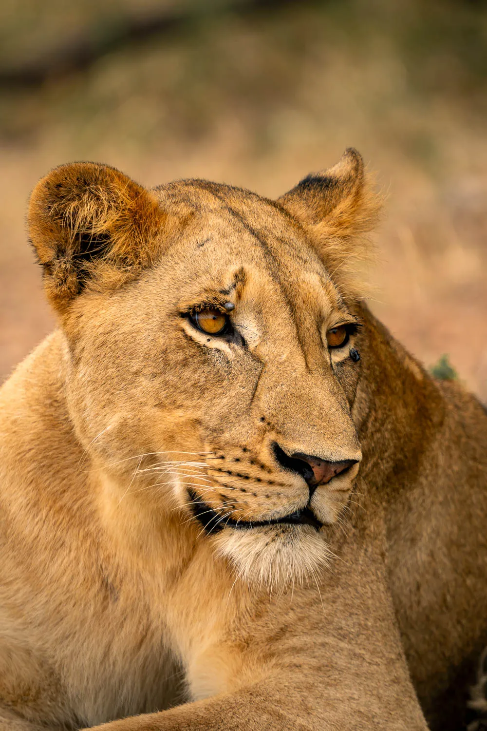 Leona descansando en una sombra en el parque Nacional Kruger