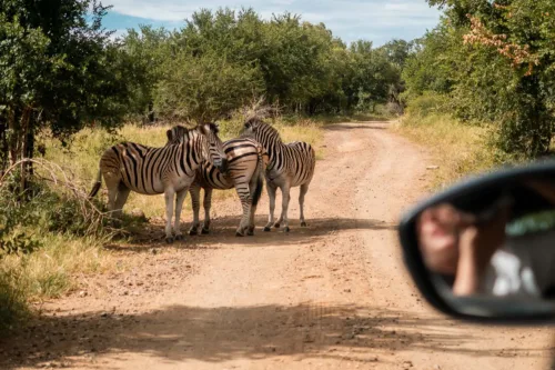 Safari en Sudáfrica con cebras en carretera durante un viaje por libre