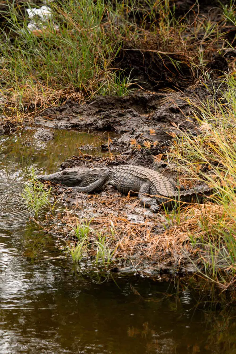 Cocodrilo en la orilla de un río, dentro del Parque Kruger