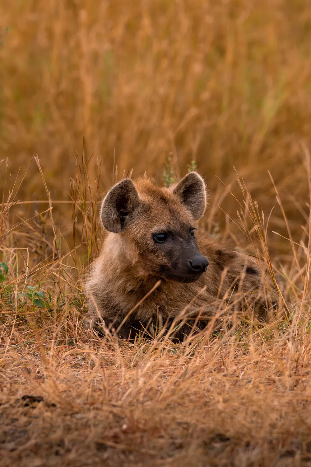 Hiena cachorro, escondida entre la maleza que pudimos ver en nuestra visita al Parque Nacional Kruger por libre
