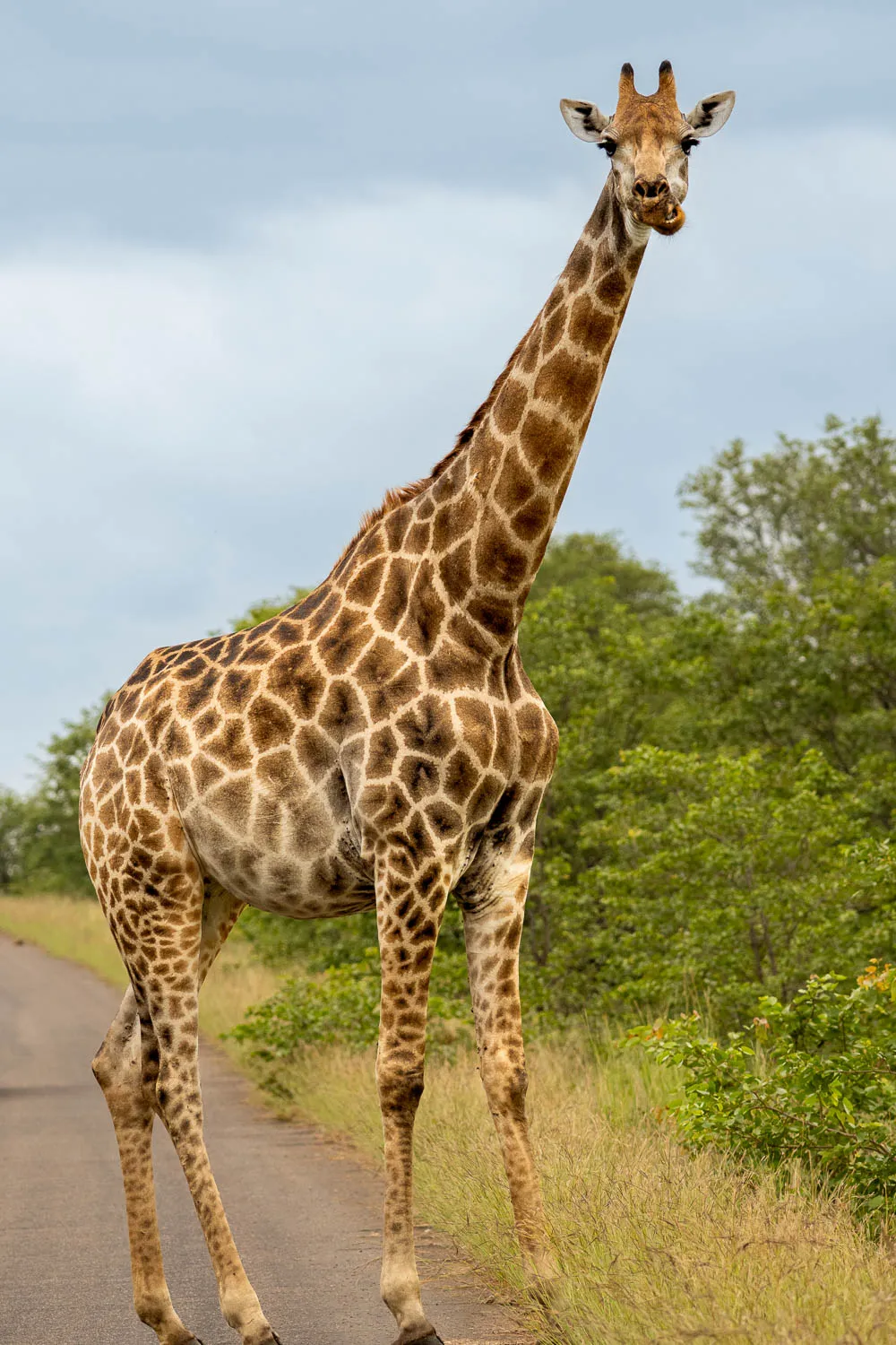 Jirafa en una de las carreteras principales del interior del Parque Kruger