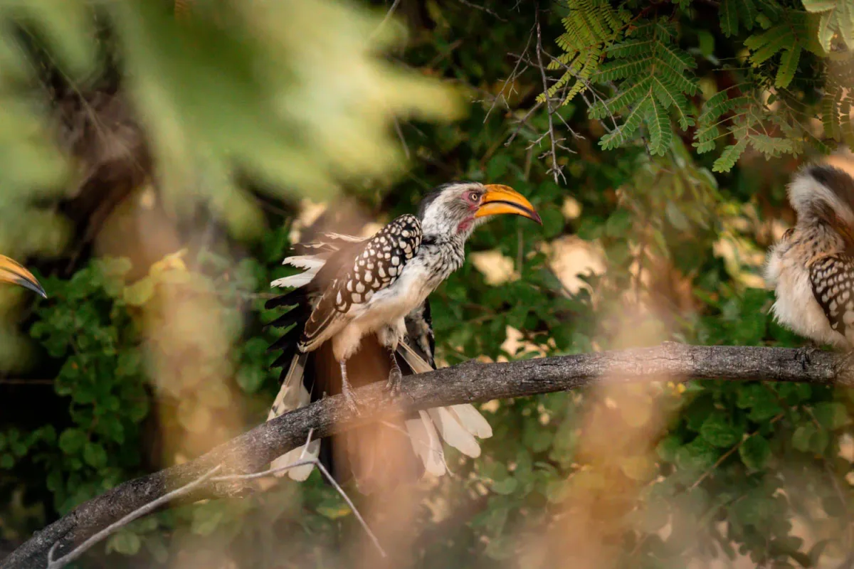 Pájaro con un pico grande y anaranjado, en la rama de un árbol que vimos en la visita al Kruger por libre.