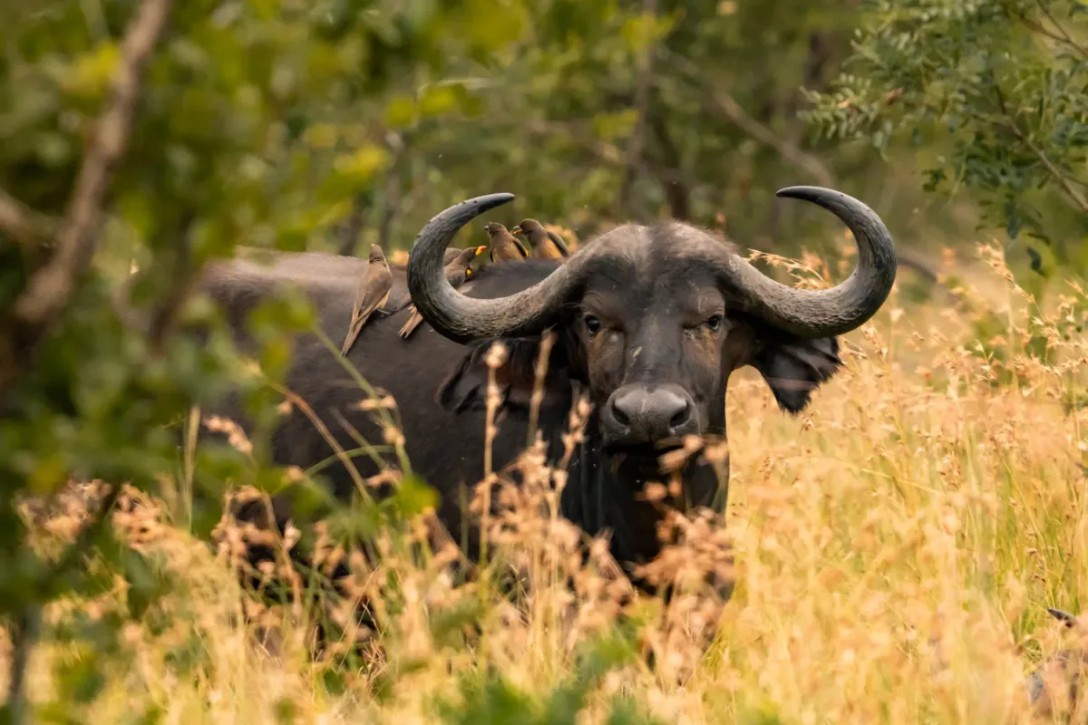 Búfalo escondido entre la maleza en el parque nacional Addo