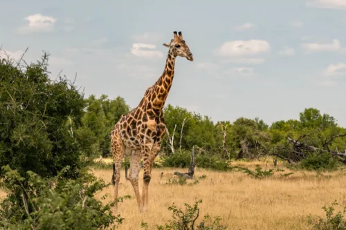 Jirafa en el Parque Nacional Kruger
