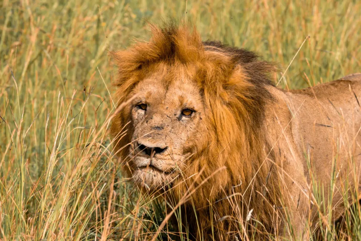 León entre hierbas y arbustos, lo mejor de visitar el Kruger por libre