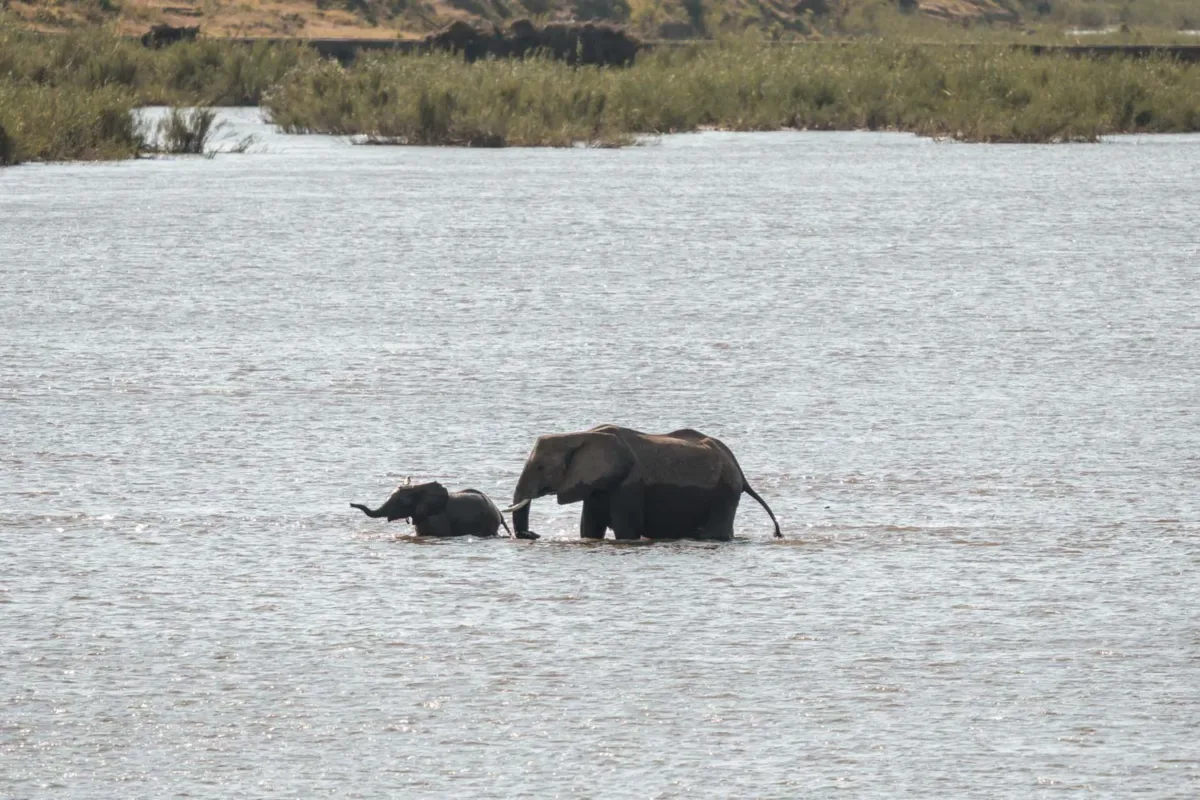 familia de elefantes cruzando el río Sabie, en el parque nacional Kruger