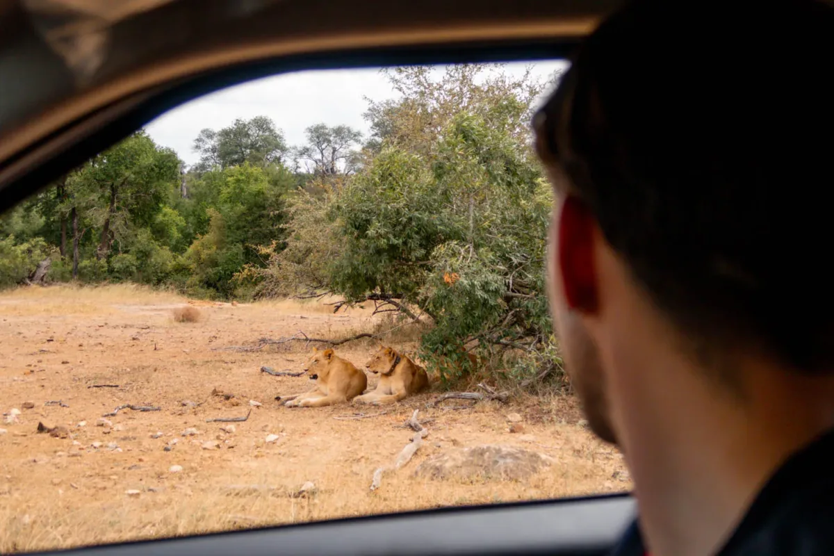 Avistamiento de 2 leonas en nuestra visita al Kruger por libre