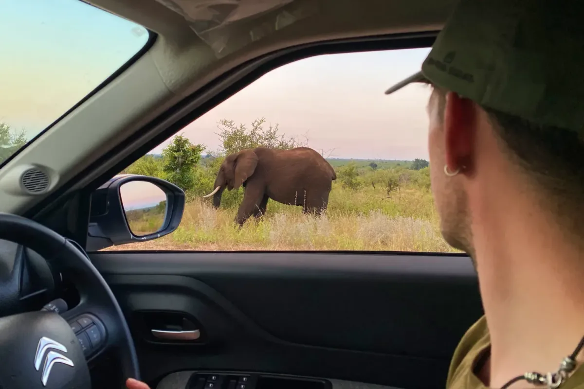 Elefante africano durante uno de los múltiples safaris por libre en el viaje a Sudáfrica