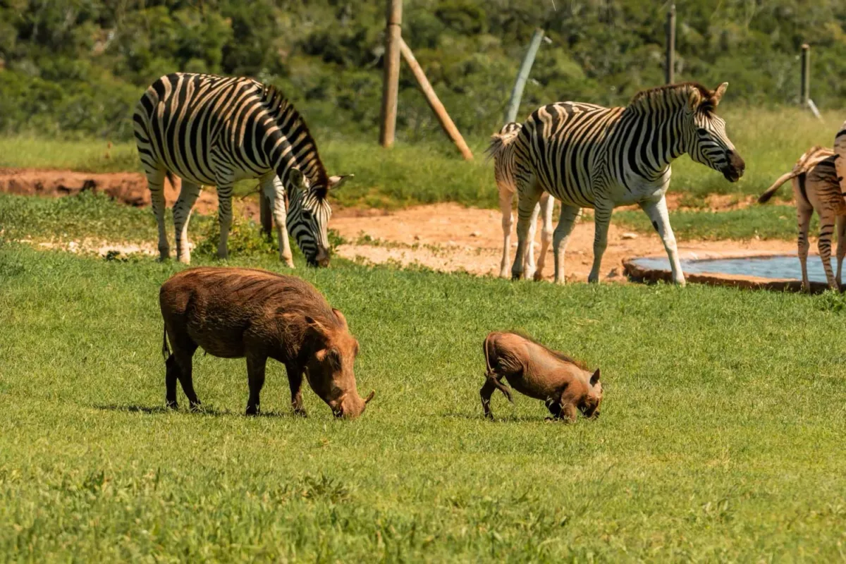 Cebras y facóqueros durante un safari en el Parque Nacional de Addo