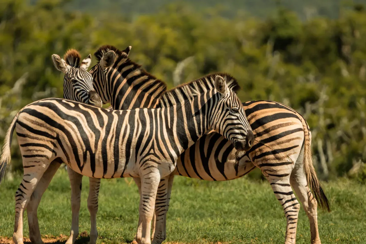 Manada de zebras dándose cariño en el Parque Nacional de Addo