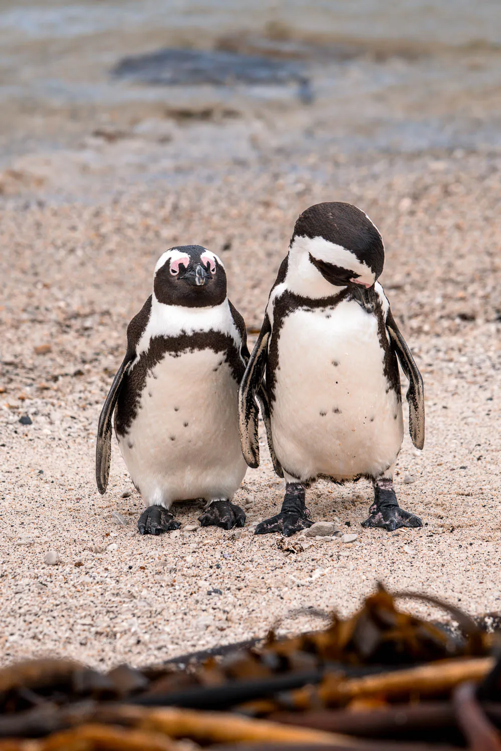 Pareja de pingüinos en Boulders Beach
